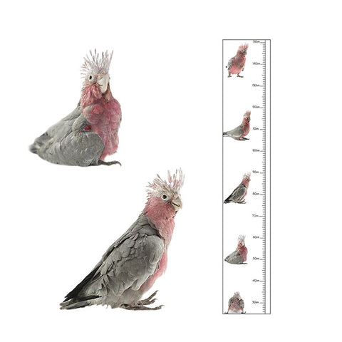 Children's Height Chart  -Sid the Galah