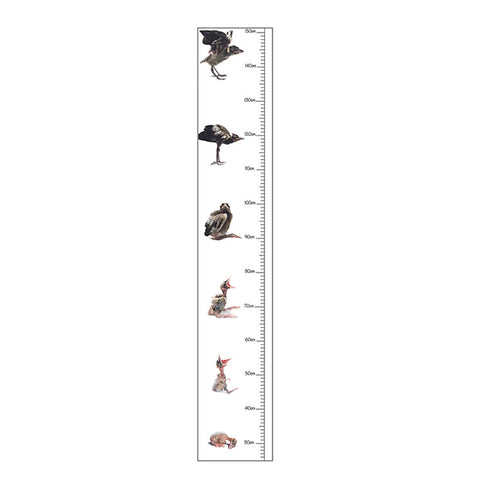 “Steve” an Australian Magpie, Children's Height Chart by Angela Robertson-Buchanan, The Bird Photographer