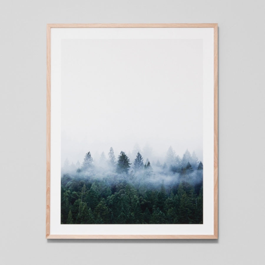Redwood Forest Art Print 81cm x 101cm