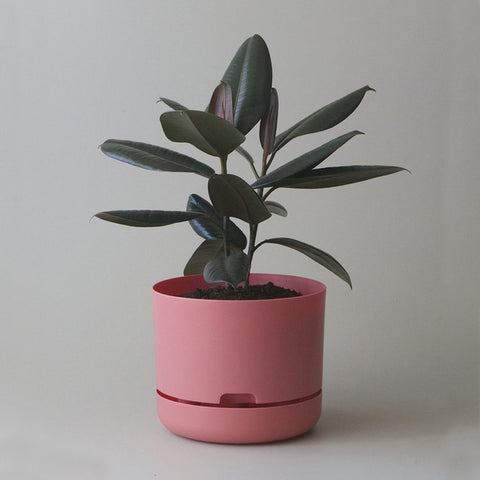 MR KITLY x Decor Selfwatering Plant Pot Persimmon
