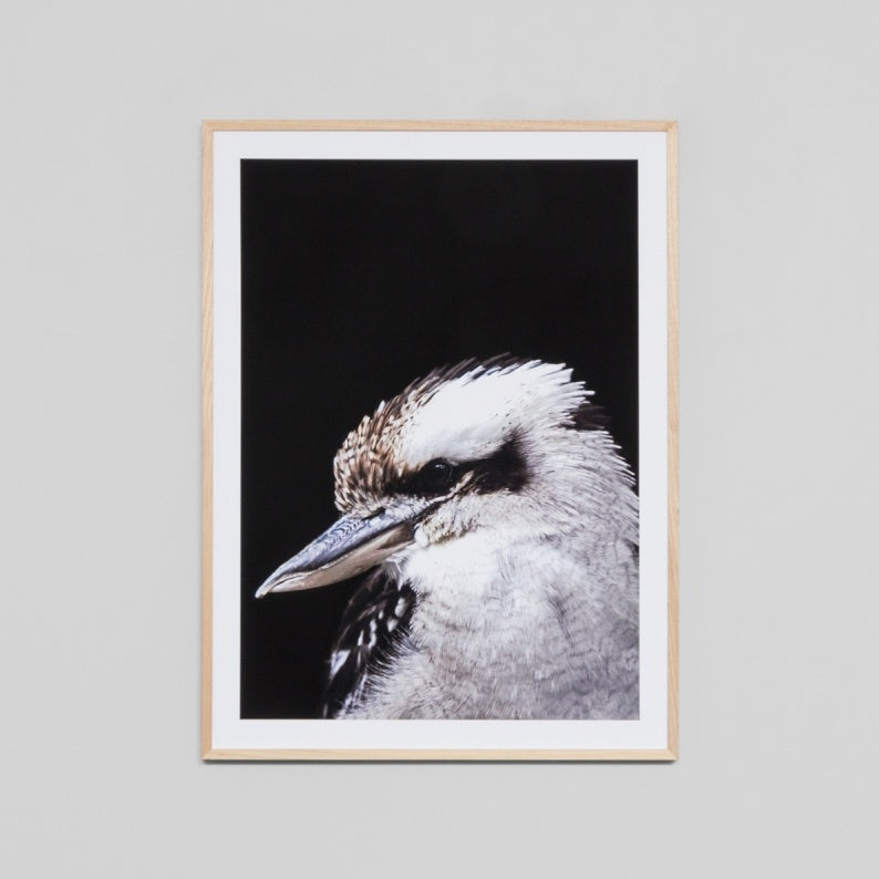 Kookaburra Black Art Print