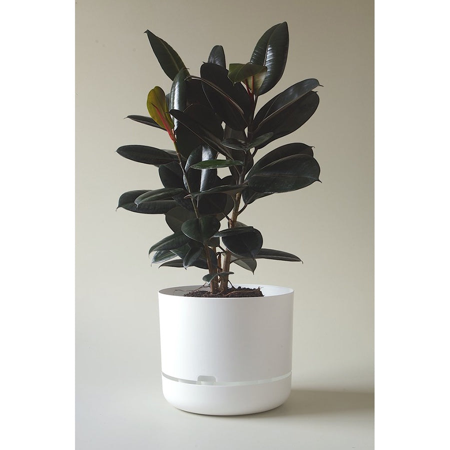 mr kitly self-watering plant pot MR KITLY x Decor Selfwatering Plant Pot (Bright) White