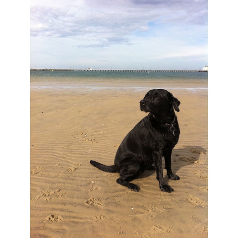 Shop Dog Puzzle - Jess The Lab at West Beach